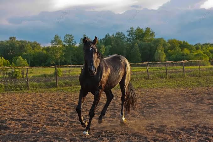 Caballos foto